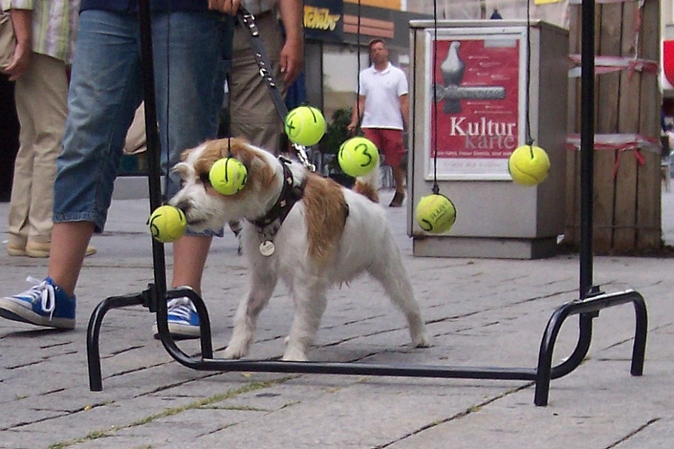 Hunderalley in Osnabrck: Tennisball anstupsen (Glcksspiel)