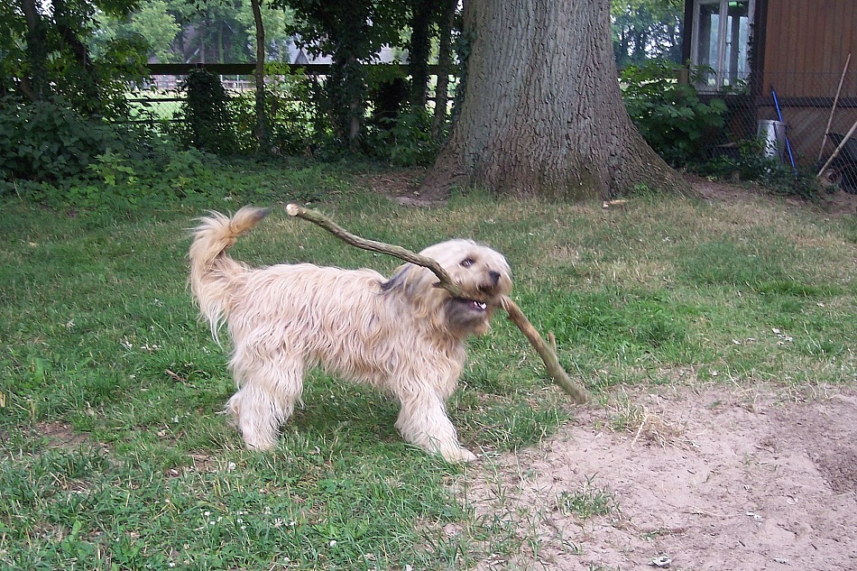 Fritzi (Katalanischer Hirtehund, 2010)