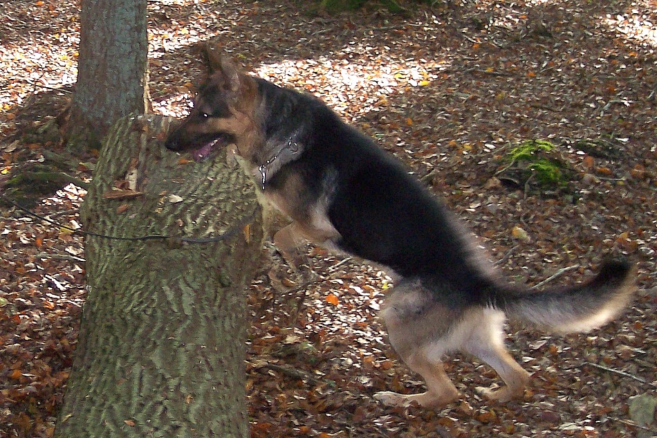 Carlo  (Deutscher Schferhund)